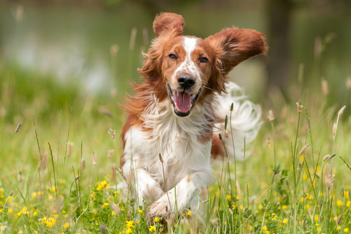 Il benessere del cane: un seminario da non perdere