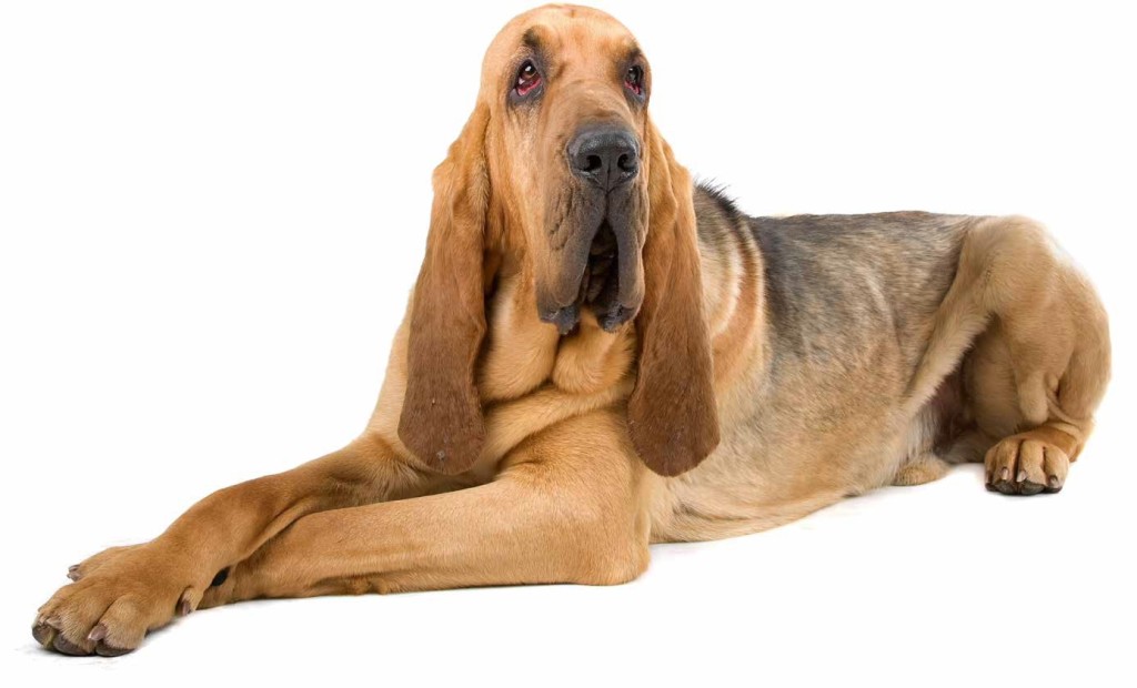 Bloodhound: identikit di un naso prodigioso