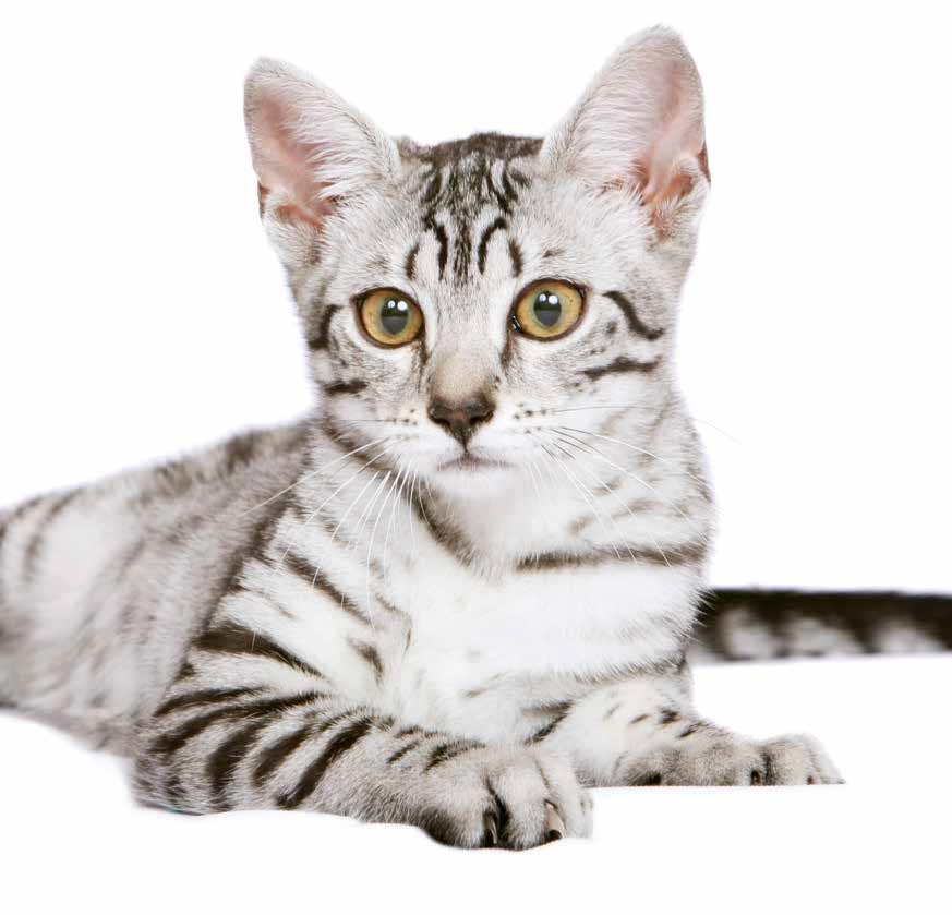 Egyptian Mau: una storia di eleganza