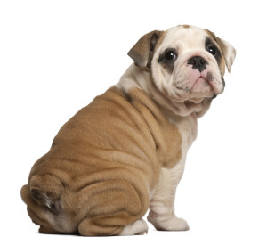 English Bulldog puppy, Sitting, looking back, 2 months old