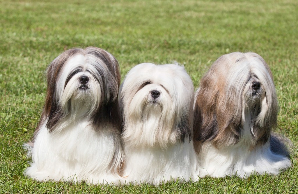 Lhasa Apso