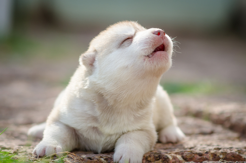 Cuccioli che ululano