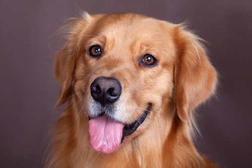 10 segreti dei cani per essere felici