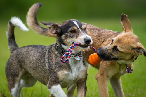 Il cane: un mondo di gioco