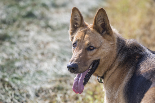 Cani eroi: i Fantastici Quattro (o cinque)