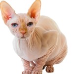 Sphynx, il gatto nudo