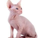 Sphynx, il gatto nudo