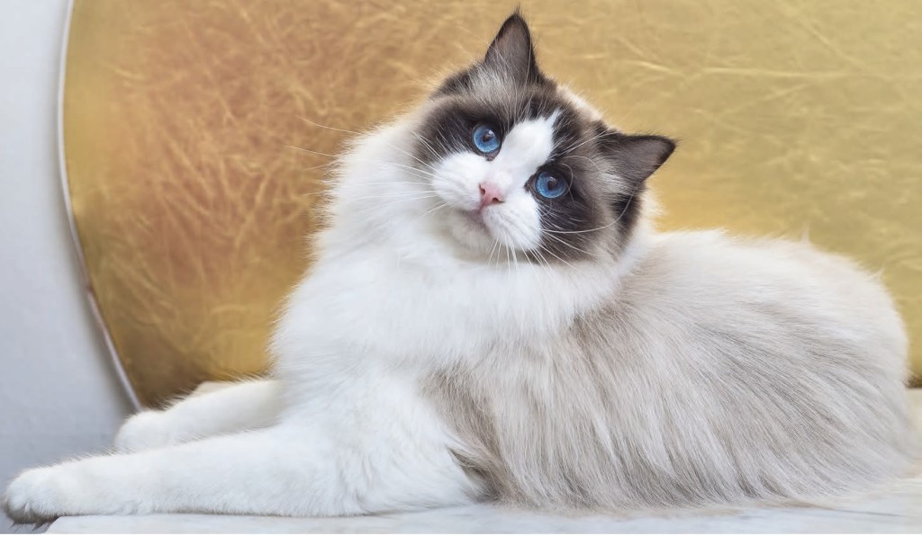 Ragdoll