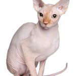 Sphynx, il gatto nudo