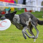 Disc Dog: i successi di Adrian e Rory