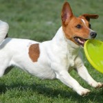 Tinkerbell il Jack Russell Terrier