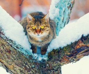 L'alimentazione in inverno