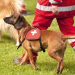 Cane e altruismo