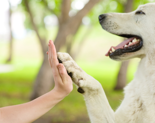 Il cane ci aiuta