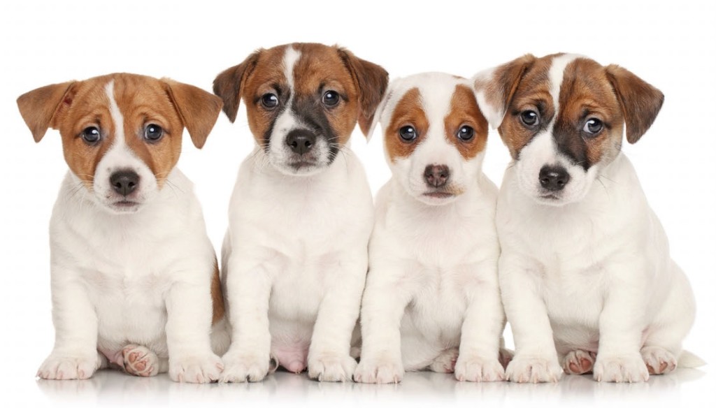 CuccioliAmori il progetto