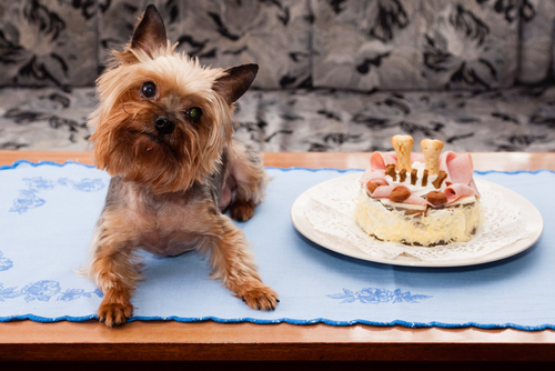 Festeggia il compleanno di Fido e Micio