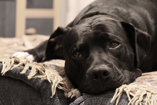 Il cane in ascensore? Cesare non può