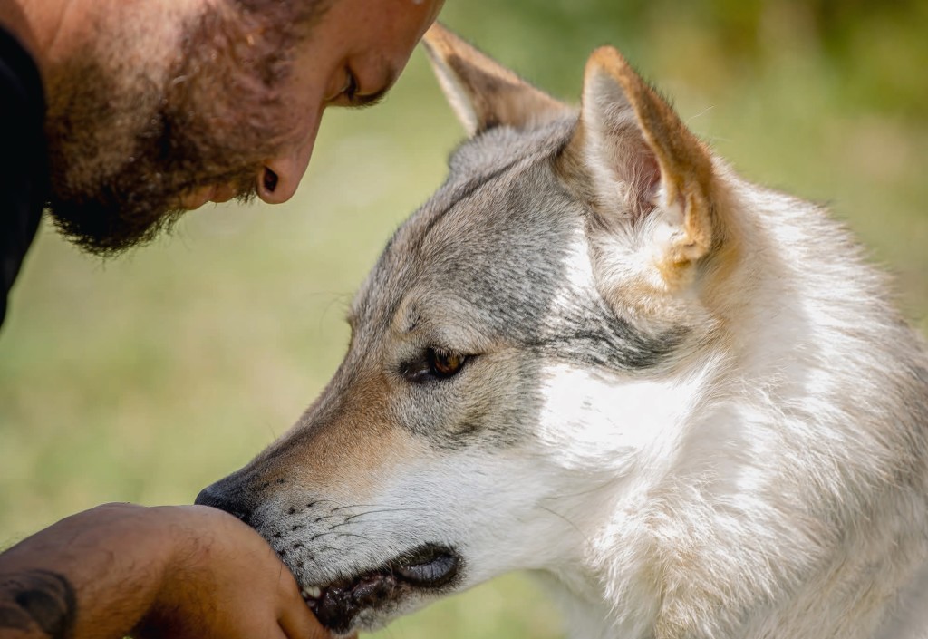 Incontrare un lupo