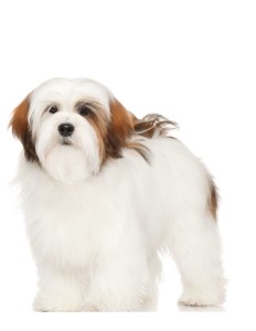 Identikit Lhasa Apso