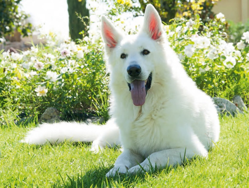 Pastore Bianco Svizzero contro la paura dei cani