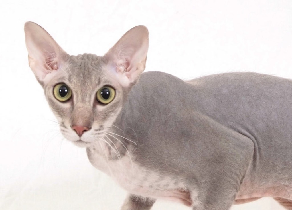 Peterbald l'identikit