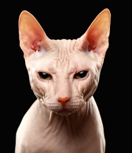 Sphynx gatto glabro