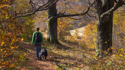 Una passeggiata pet-friendly tra gli ulivi