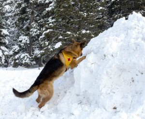 Altruismo nel cane