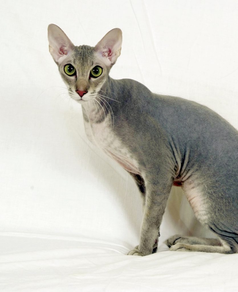 Peterbald