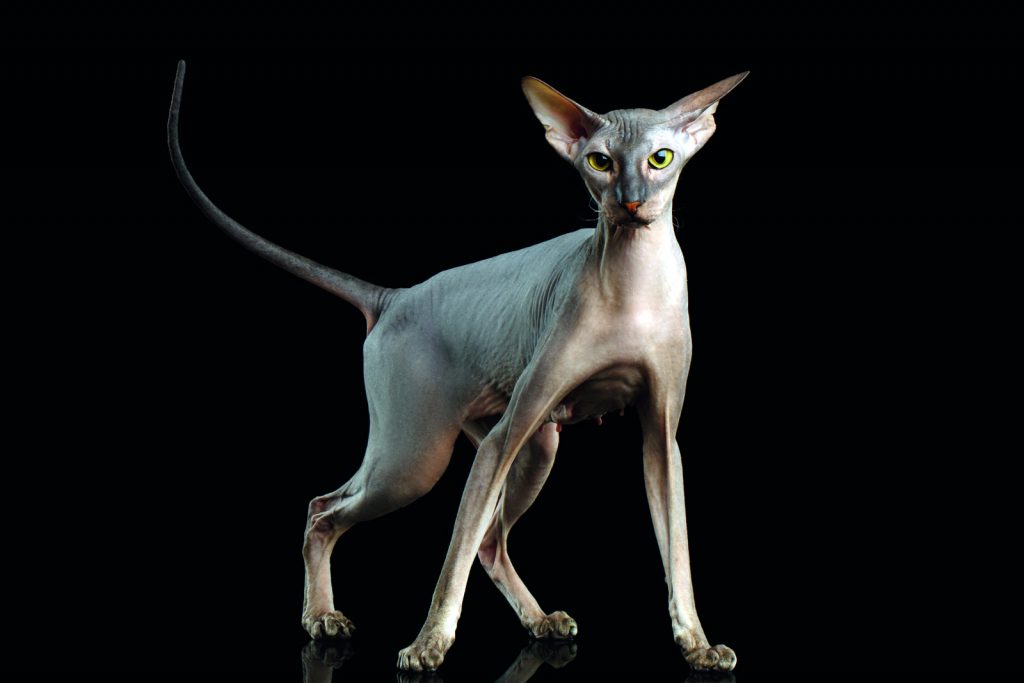 Peterbald