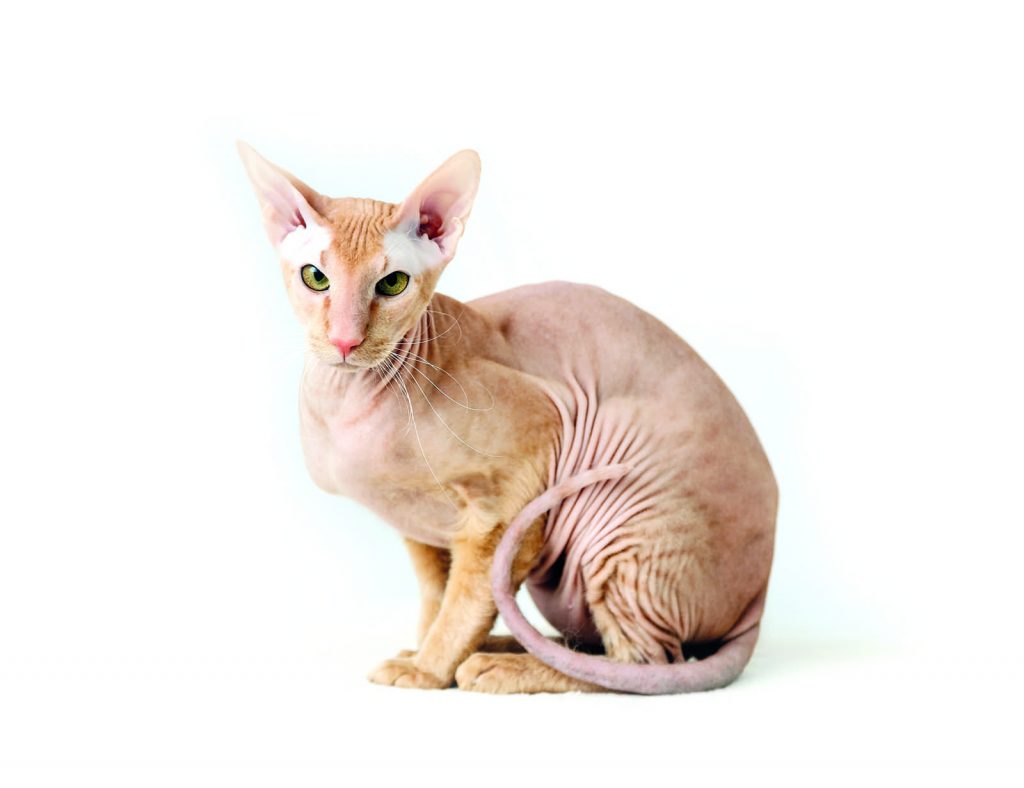 Peterbald