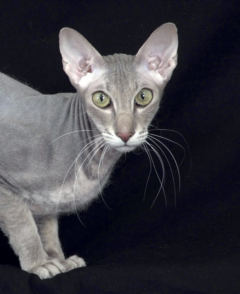 Peterbald