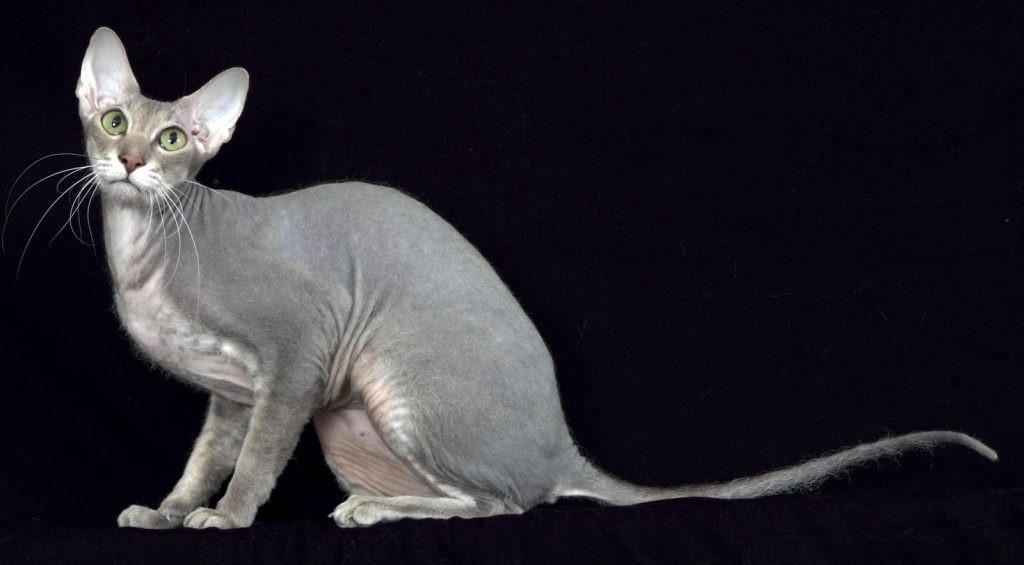 Peterbald