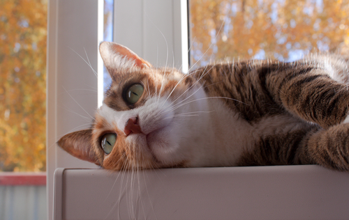 Cinque modi per avere un gatto felice