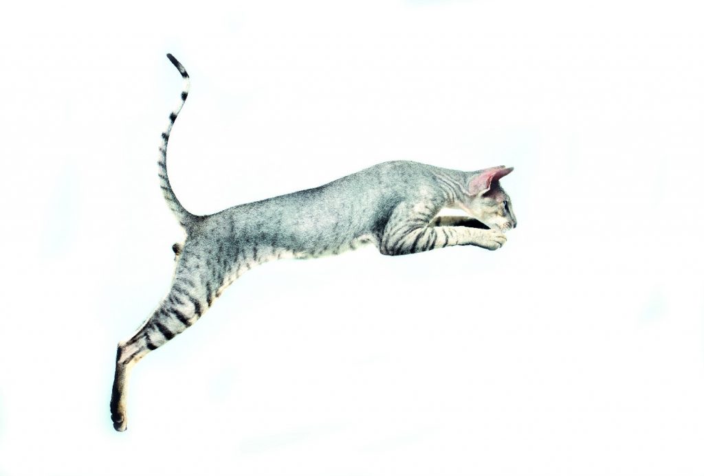 Peterbald