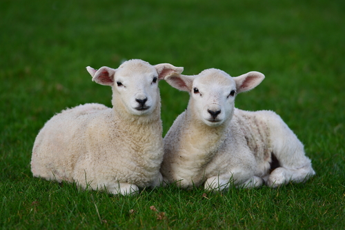 Agnello, la vittima di Pasqua