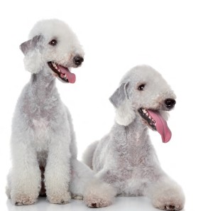 Bedlington Terrier