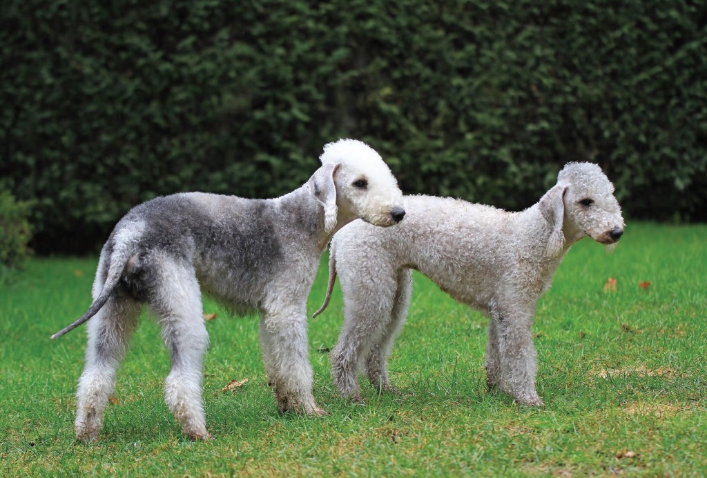 Bedlington Terrier