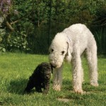 Bedlington Terrier