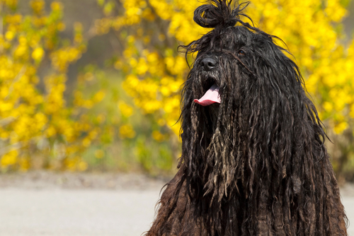 Pastore Bergamasco