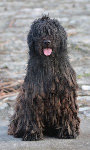 Pastore Bergamasco