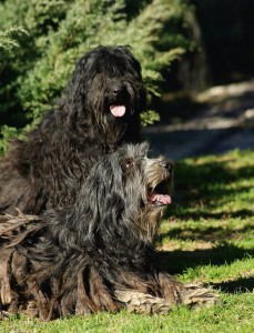 Pastore Bergamasco