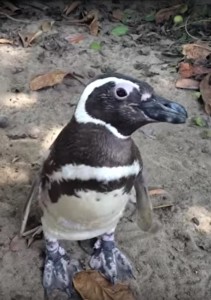 pinguino