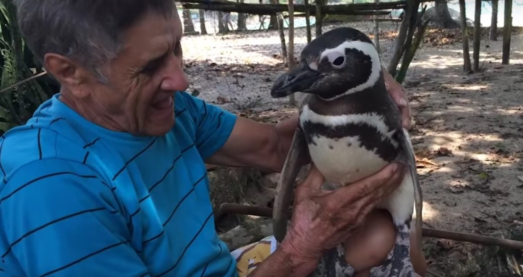 Il pinguino che torna