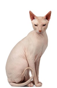 Sphynx identikit