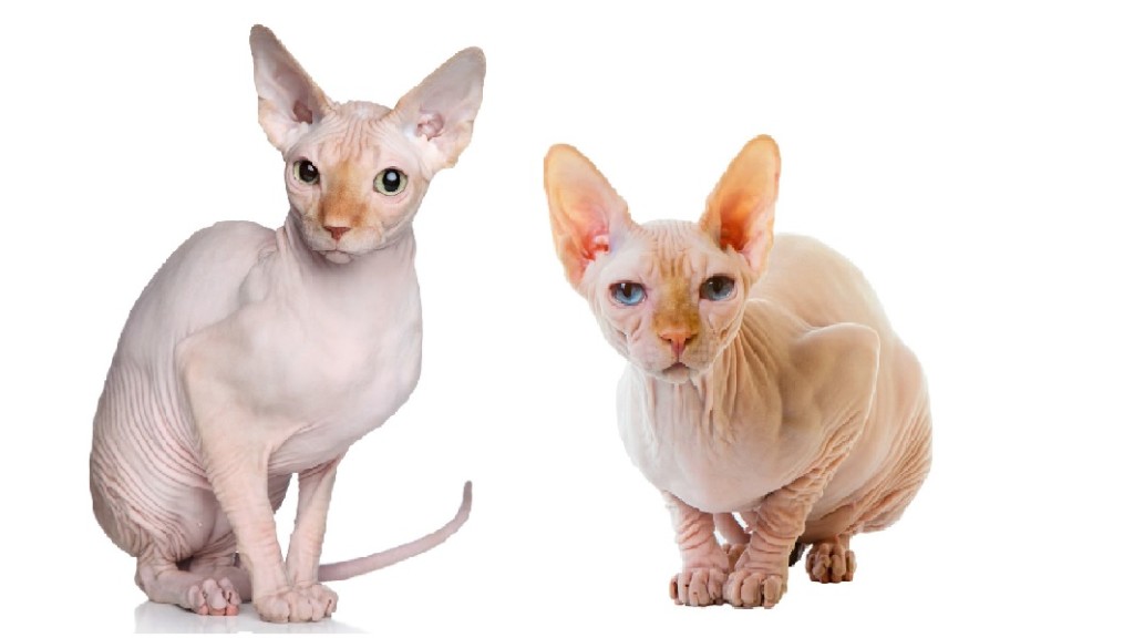 Sphynx identikit