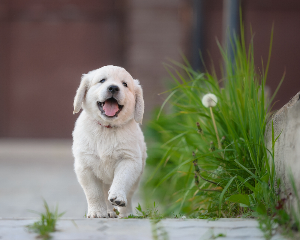 Cucciolo felice