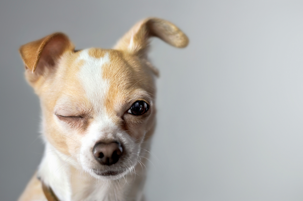 Un cane somiglia a un uomo, ma non troppo