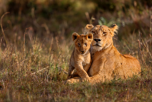 Africa