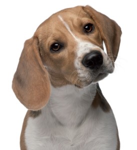 Beagle-Day-1